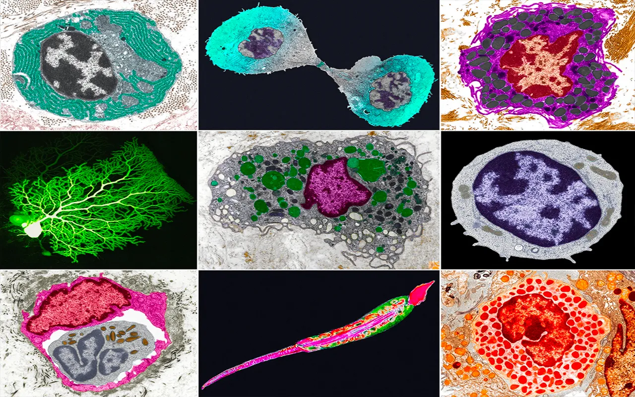 defining-the-elusive-cell-type-insights-and-challenges-in-2024