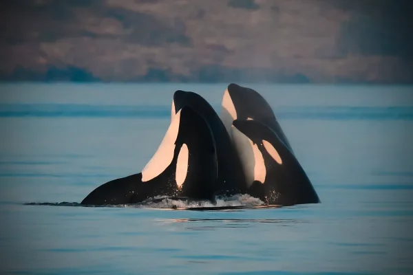 mysterious-orca-group-near-chile-reveals-new-hunting-skills