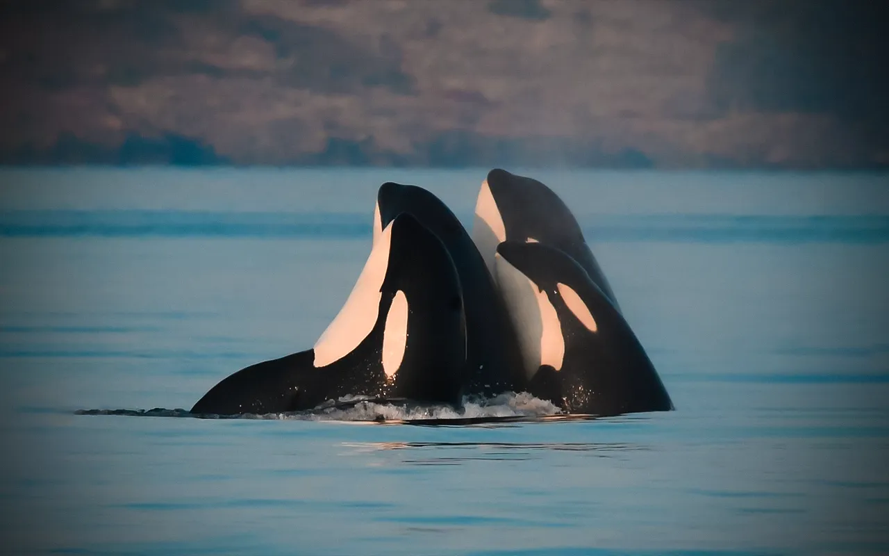 mysterious-orca-group-near-chile-reveals-new-hunting-skills