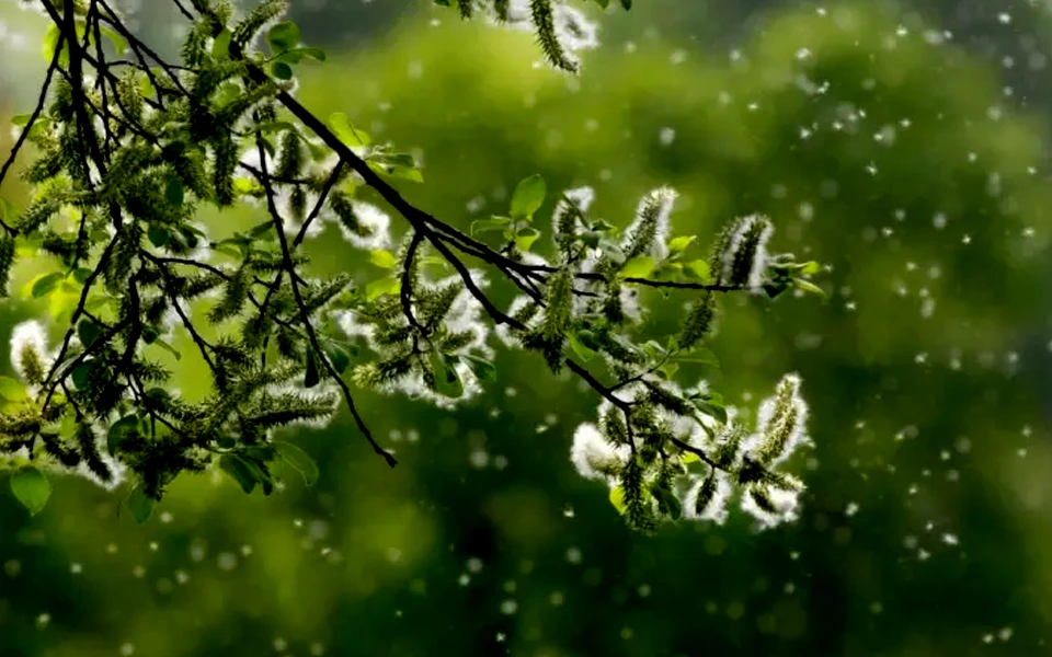 pollens-surprising-role-in-weather-patterns-and-precipitation-a-new-frontier-in-climate-science