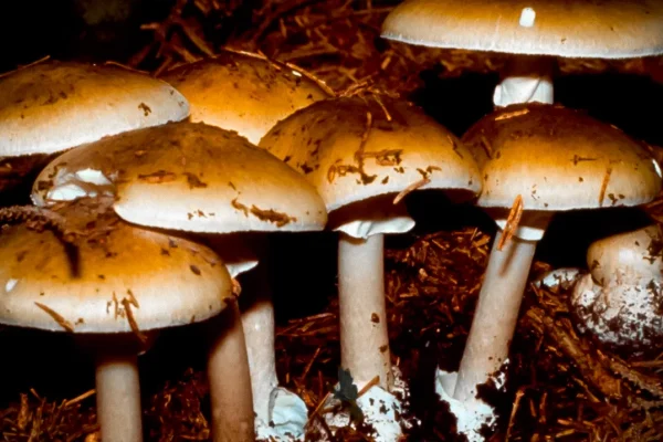 11-hospitalized-in-pennsylvania-after-consuming-toxic-wild-mushrooms