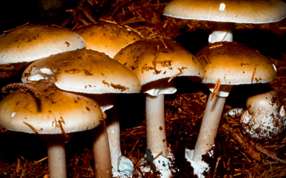 11-hospitalized-in-pennsylvania-after-consuming-toxic-wild-mushrooms