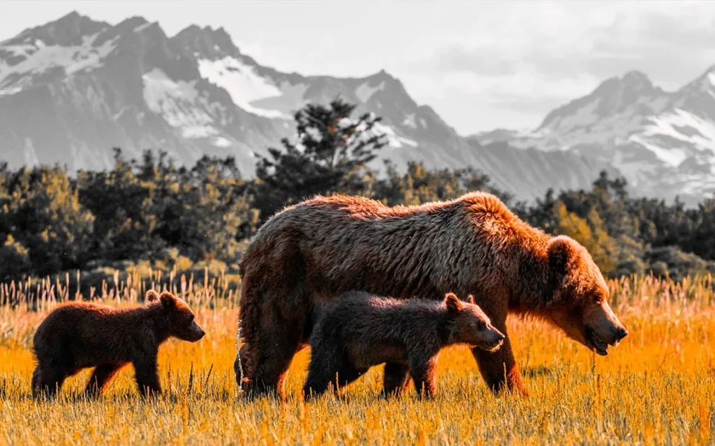 discover-alaskas-majestic-bears-an-unforgettable-wildlife-safari-adventure