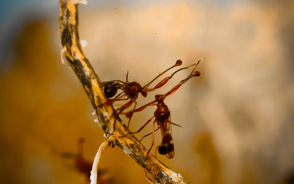 fierce-fighters-less-attractive-lovers-male-stalk-eyed-flies-with-short-eyestalks