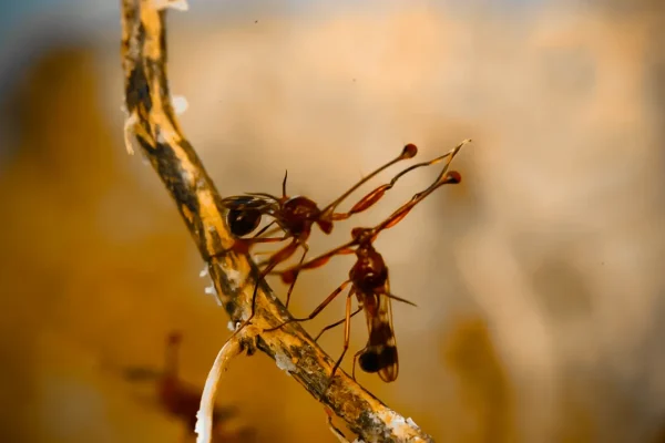 fierce-fighters-less-attractive-lovers-male-stalk-eyed-flies-with-short-eyestalks