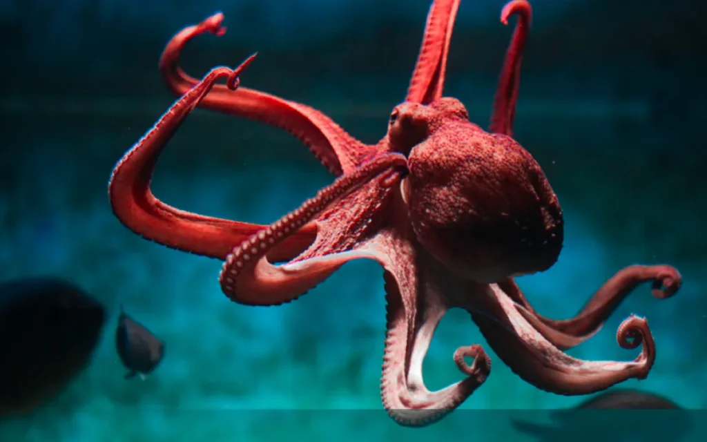 researchers-unique-3d-maps-unlocking-the-mystery-of-octopus-arms-in-2024