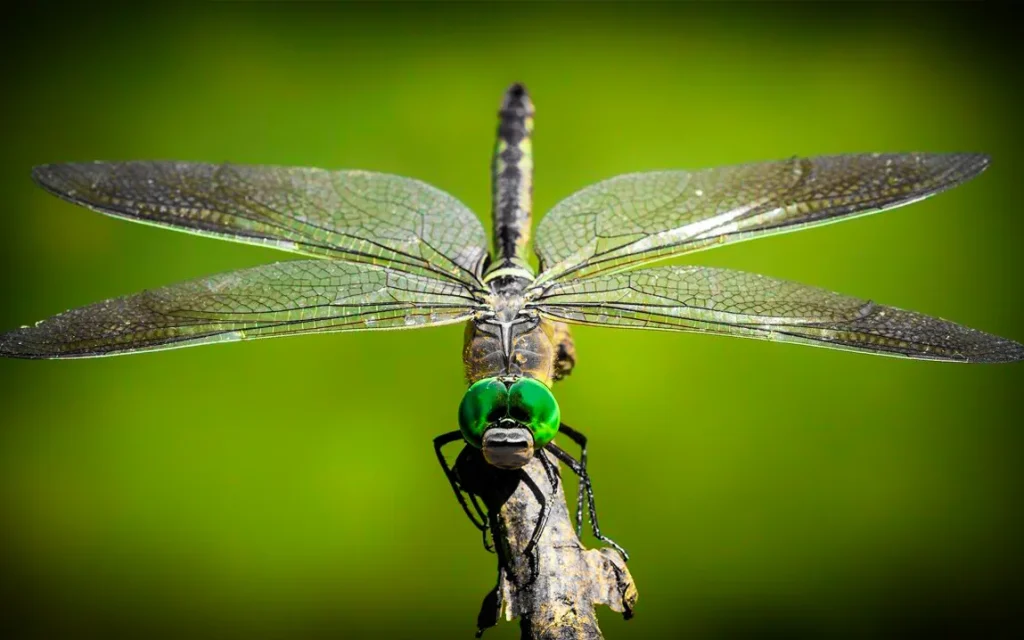 researchers-unveil-evolutionary-strategy-of-dragonflies-with-darker-wings-a-response-to-climate-challenges