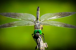 researchers-unveil-evolutionary-strategy-of-dragonflies-with-darker-wings-a-response-to-climate-challenges