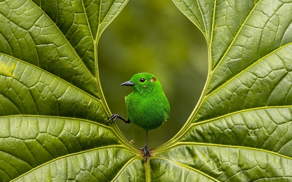 stunning-bird-photography-shines-light-on-conservation-crisis