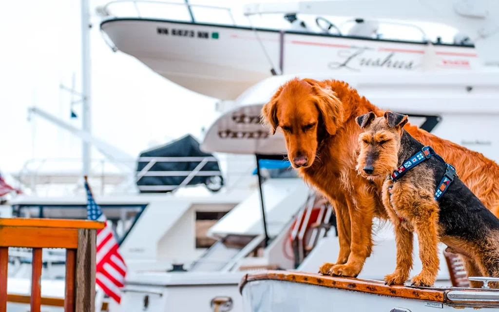 all-aboard-for-canine-adventures-dog-friendly-cruise-sets-sail-in-2025