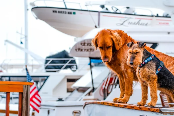 all-aboard-for-canine-adventures-dog-friendly-cruise-sets-sail-in-2025