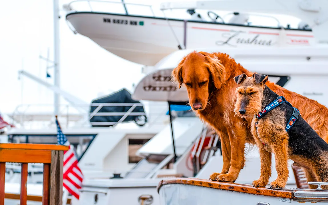 all-aboard-for-canine-adventures-dog-friendly-cruise-sets-sail-in-2025