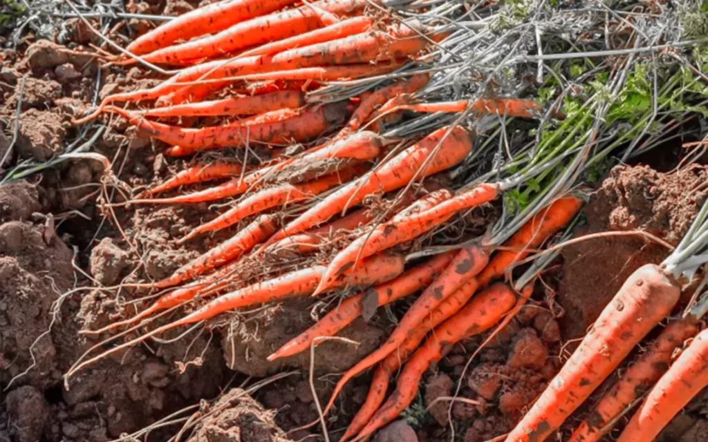 e-coli-outbreak-tied-to-organic-carrots-leaves-1-dead-39-ill-across-the-us