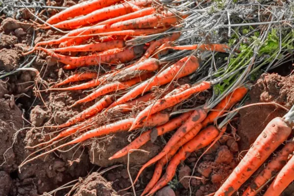 e-coli-outbreak-tied-to-organic-carrots-leaves-1-dead-39-ill-across-the-us