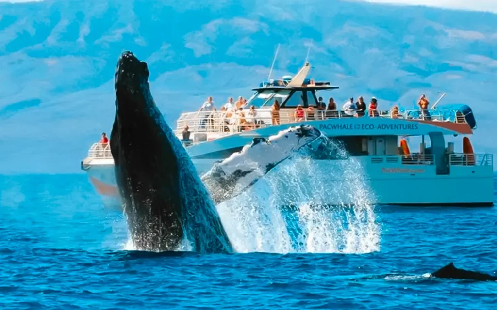 explore-the-ocean-responsibly-top-5-eco-friendly-whale-watching-tours-for-nature-lovers