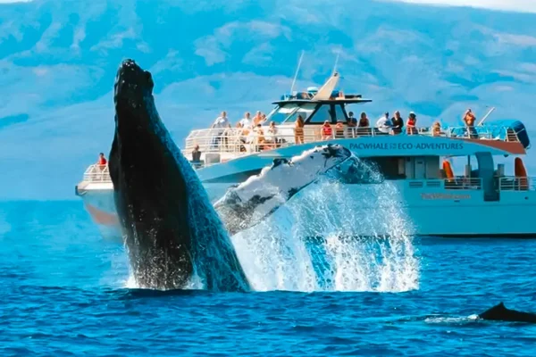 explore-the-ocean-responsibly-top-5-eco-friendly-whale-watching-tours-for-nature-lovers