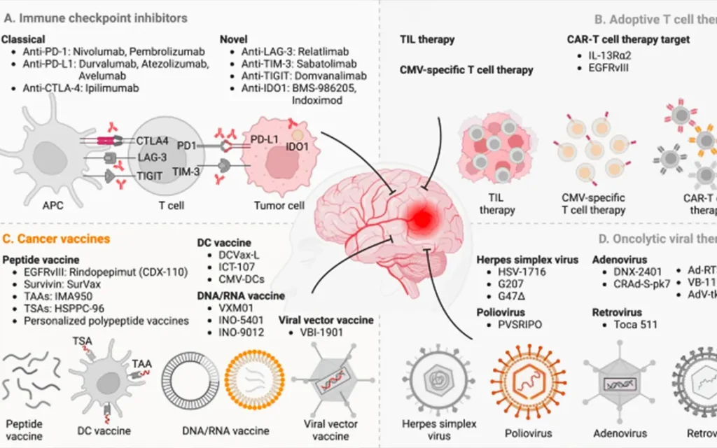 innovative-drug-combination-strategy-enhances-immunotherapy-for-glioblastoma