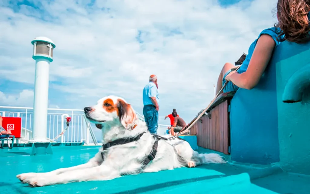 ready-to-set-sail-with-your-pup-heres-what-you-need-to-know-about-pet-friendly-cruises