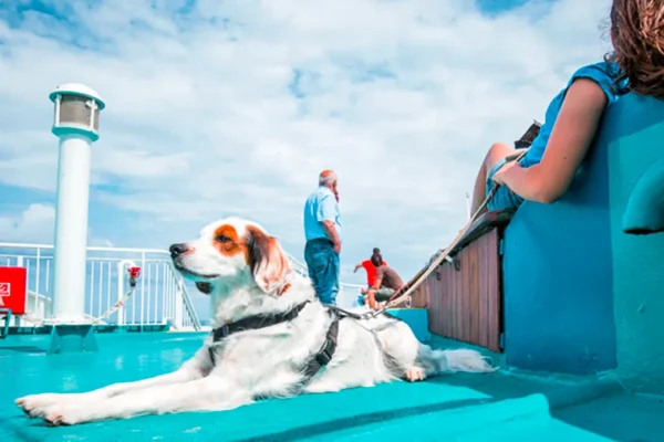 ready-to-set-sail-with-your-pup-heres-what-you-need-to-know-about-pet-friendly-cruises