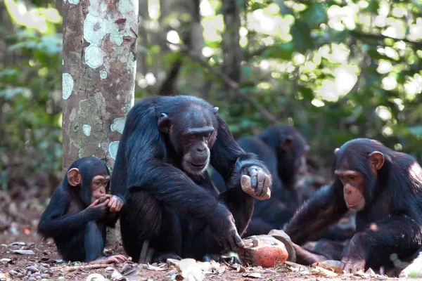 unveiling-the-cultural-tapestry-of-chimpanzees-insights-from-genetic-research