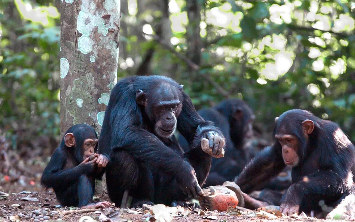 unveiling-the-cultural-tapestry-of-chimpanzees-insights-from-genetic-research