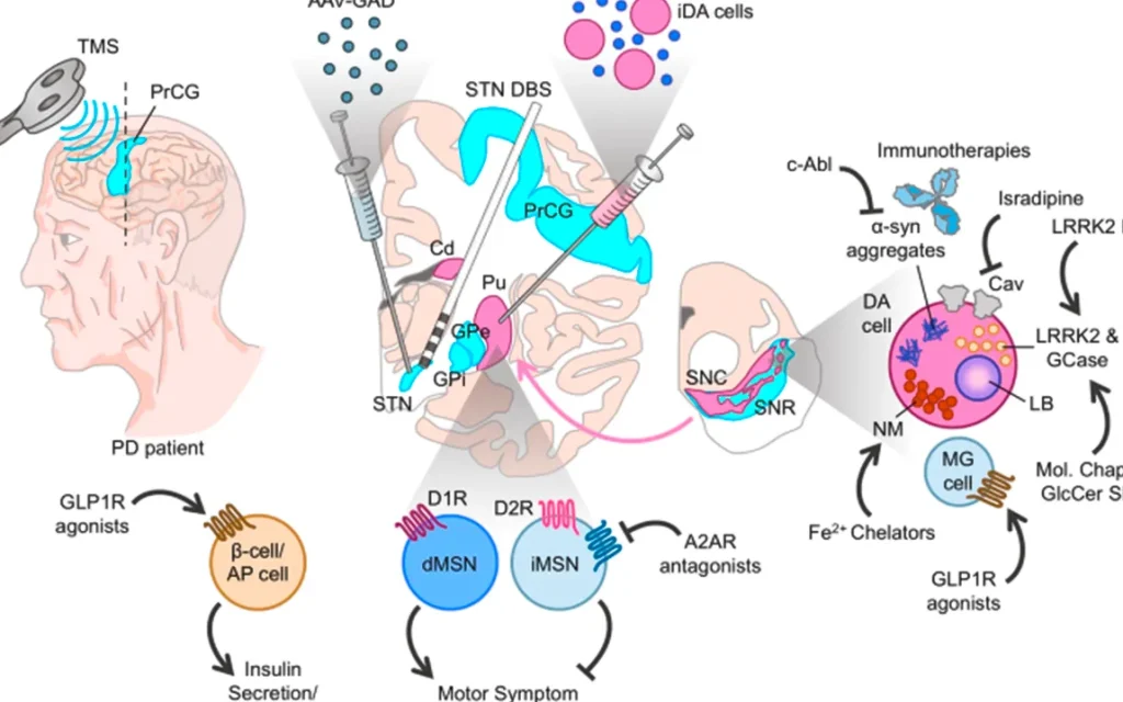 a-breakthrough-in-parkinsons-disease-drug-design-the-key-role-of-receptor-structures