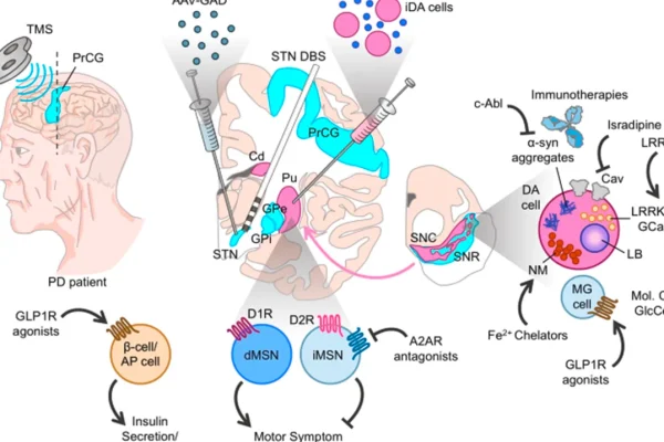 a-breakthrough-in-parkinsons-disease-drug-design-the-key-role-of-receptor-structures