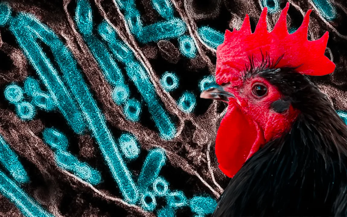 first-severe-bird-flu-case-reported-in-louisiana-sparks-concerns