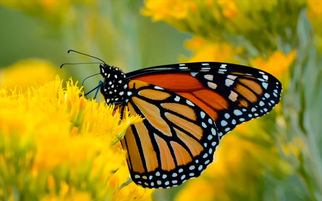 monarch-butterflies-on-the-brink-of-extinction-but-hope-remains