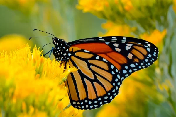 monarch-butterflies-on-the-brink-of-extinction-but-hope-remains