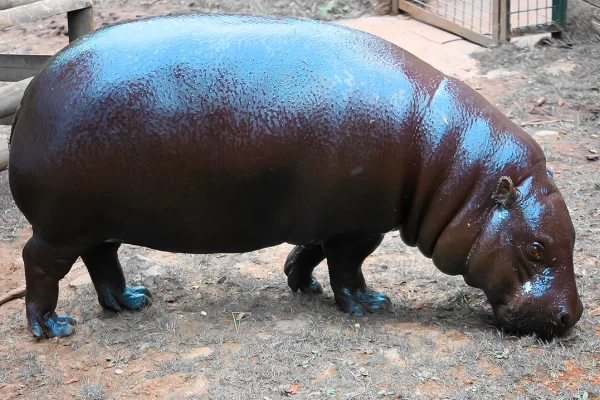 new-study-brings-ancient-cretan-hippo-skull-to-life-sheds-light-on-islands-prehistoric-ecosystem