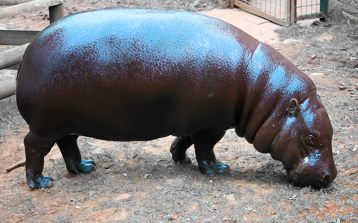 new-study-brings-ancient-cretan-hippo-skull-to-life-sheds-light-on-islands-prehistoric-ecosystem