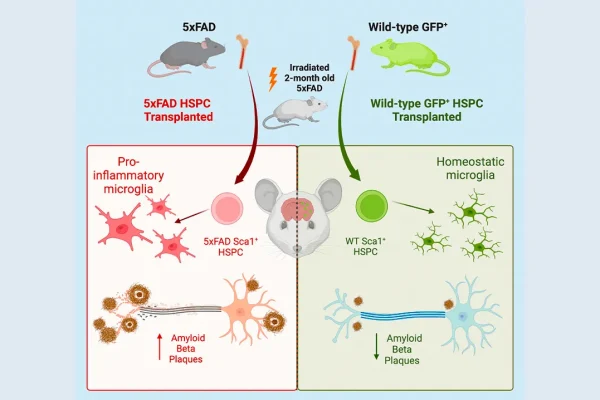 revolutionary-gene-editing-approach-cuts-down-alzheimers-plaque-precursors-in-mice