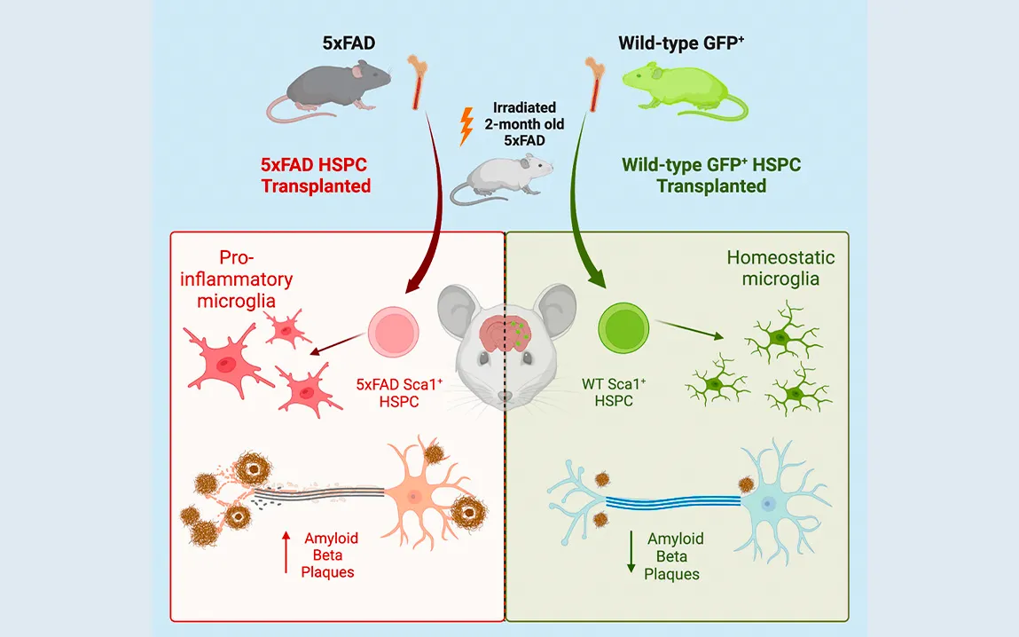 revolutionary-gene-editing-approach-cuts-down-alzheimers-plaque-precursors-in-mice