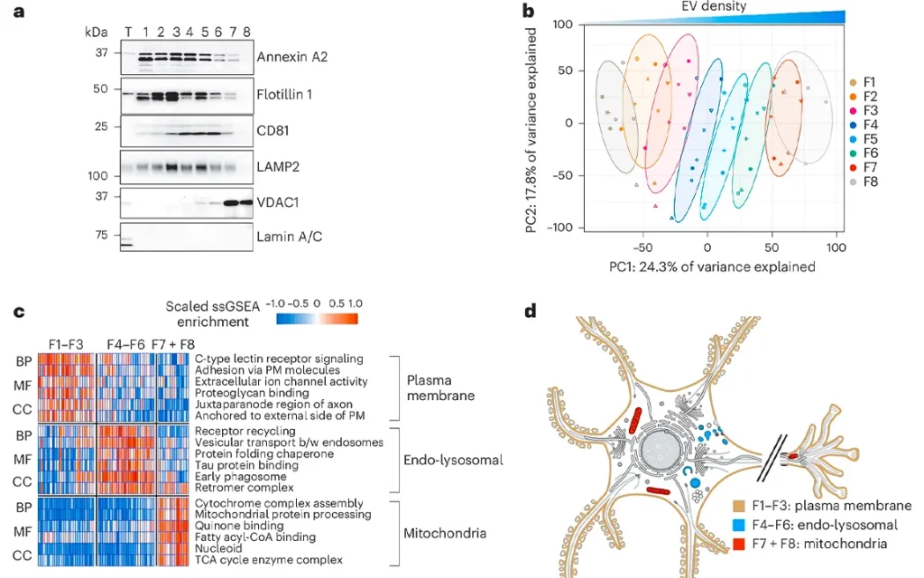 understanding-the-relationship-between-tau-filaments-and-extracellular-vesicles-in-alzheimers-disease