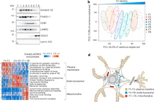 understanding-the-relationship-between-tau-filaments-and-extracellular-vesicles-in-alzheimers-disease