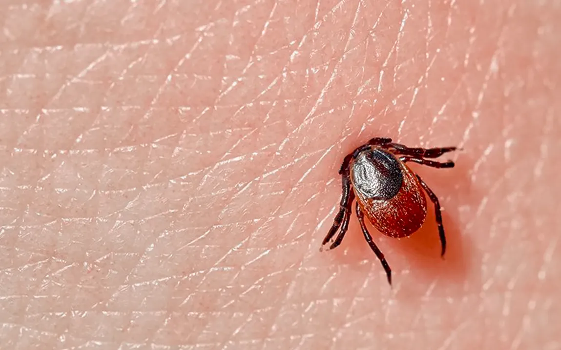 unveiling-the-physical-chemistry-of-ticks-adhesion-to-skin