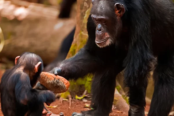 wide-variation-in-chimpanzee-nut-cracking-skills-indicates-both-cognitive-abilities-and-cultural-learning