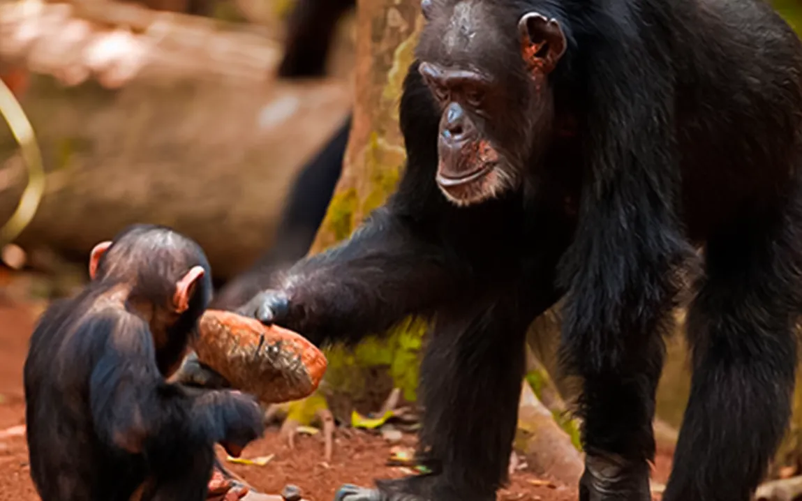 wide-variation-in-chimpanzee-nut-cracking-skills-indicates-both-cognitive-abilities-and-cultural-learning