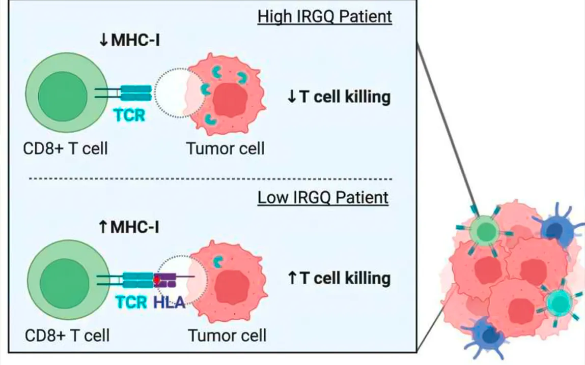 cancer-cells-disrupt-immune-defense-mechanisms-new-insights