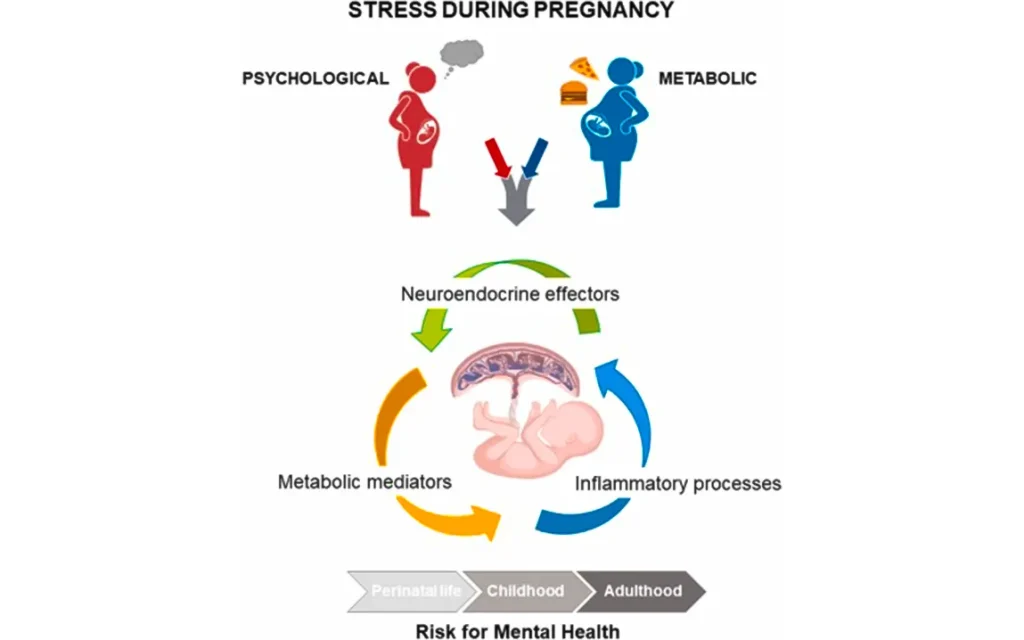 how-stress-in-early-pregnancy-can-set-up-offspring-for-life