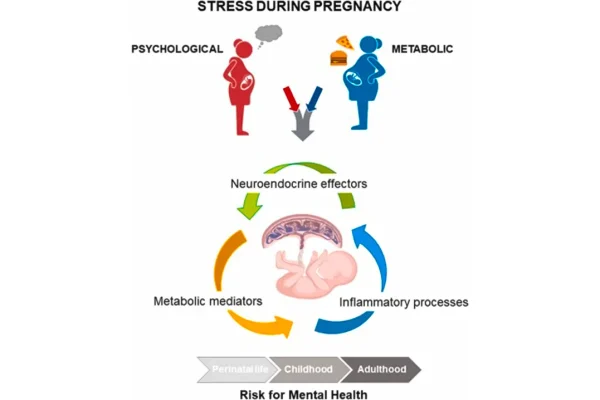 how-stress-in-early-pregnancy-can-set-up-offspring-for-life