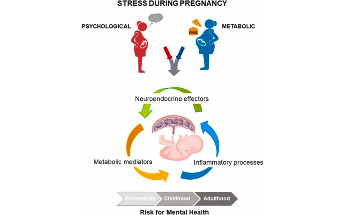 how-stress-in-early-pregnancy-can-set-up-offspring-for-life