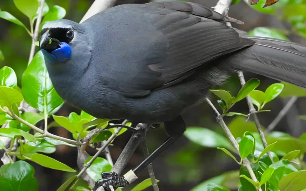 john-innes-saving-the-kōkako-the-birds-extraordinary-recovery