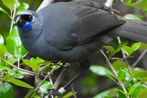 john-innes-saving-the-kōkako-the-birds-extraordinary-recovery