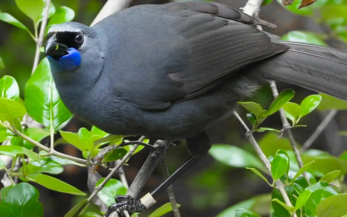 john-innes-saving-the-kōkako-the-birds-extraordinary-recovery