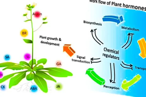 locking-auxin-the-tiny-hormone-with-big-implications-for-crops