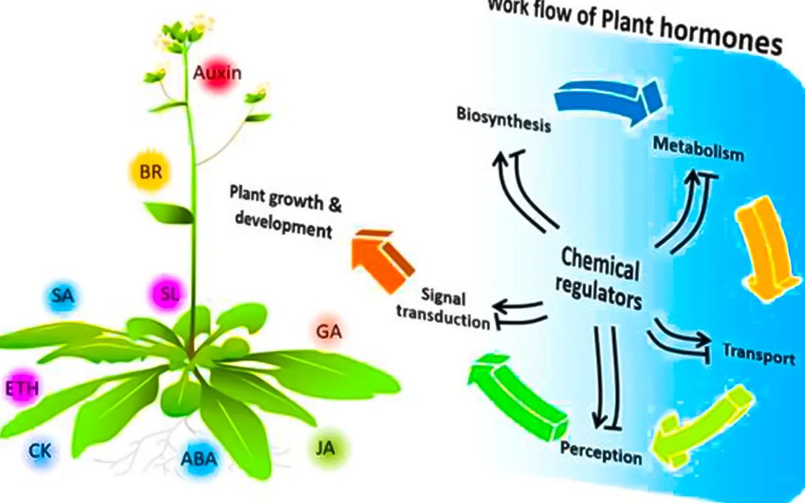 locking-auxin-the-tiny-hormone-with-big-implications-for-crops