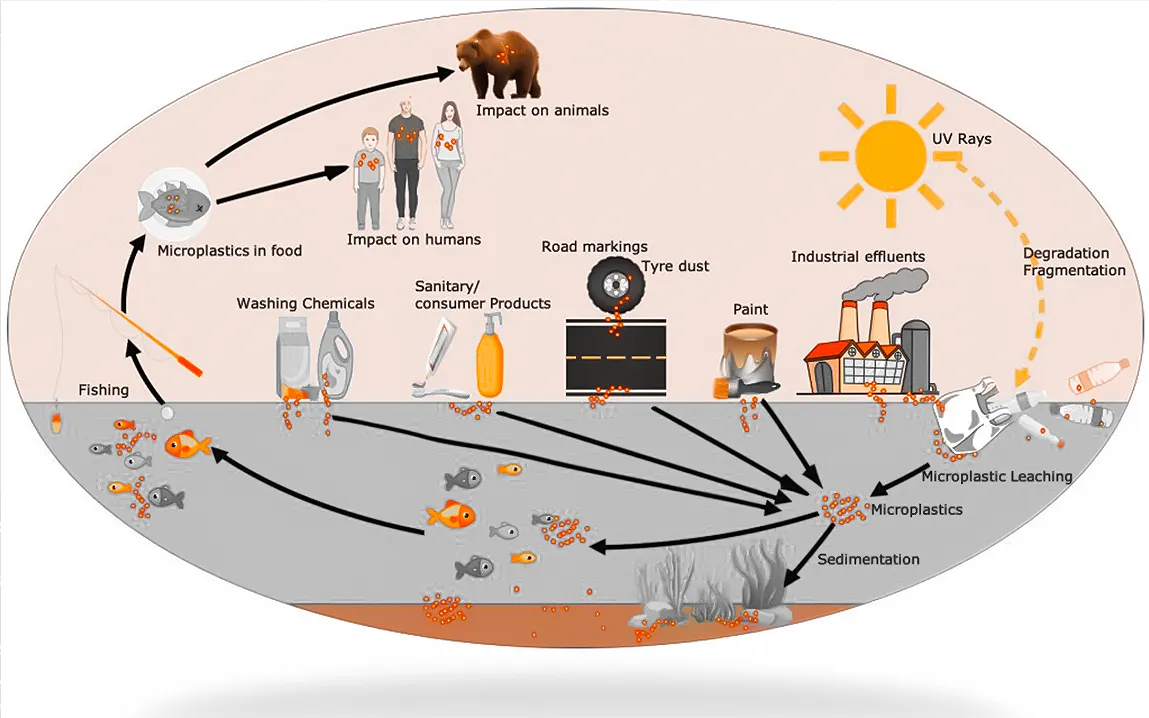 microplastics-in-several-human-organ-tissues-linked-to-lesions-an-emerging-threat-to-human-health