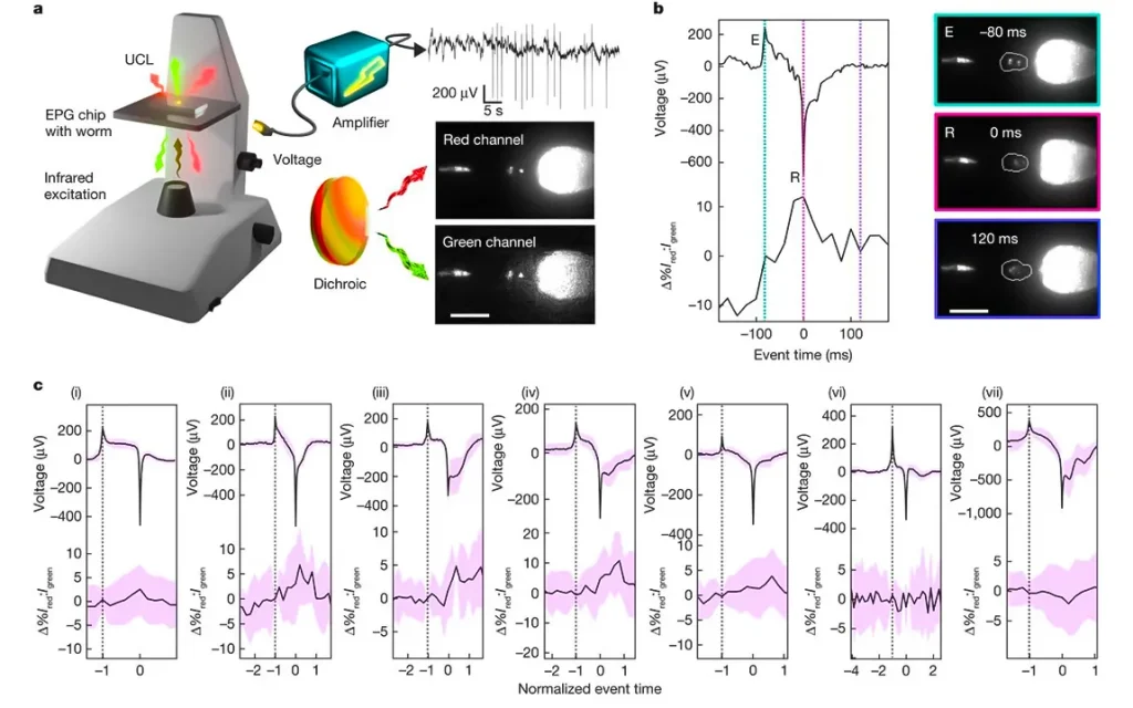 nanoparticle-technique-measures-bite-force-of-tiny-c-elegans-worms-ground-breaking-contribution-to-cell-forces-knowledge